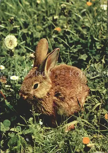 Hasen  Kat. Tiere