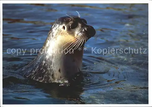 Seehunde Robben  / Tiere /