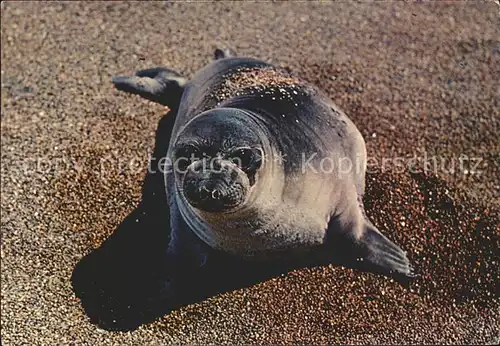 Seehunde Robben  / Tiere /