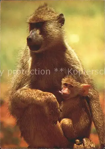 Affen Pavian mit Jungtier  Kat. Tiere