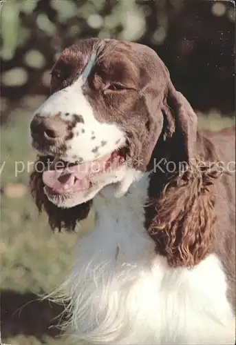 Hunde  Kat. Tiere