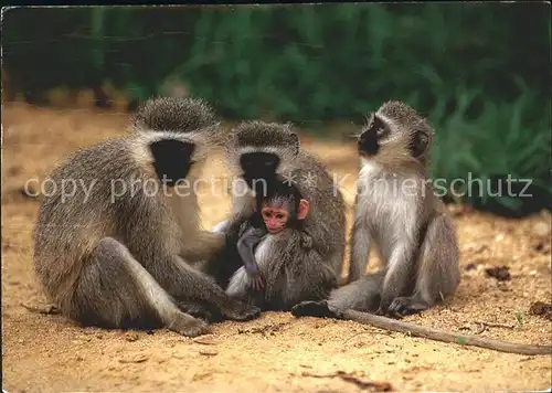 Affen Suedliche Gruenmeerkatze Vervet Monkeys Suedafrika Kat. Tiere