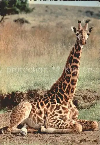 Giraffe  Kat. Tiere