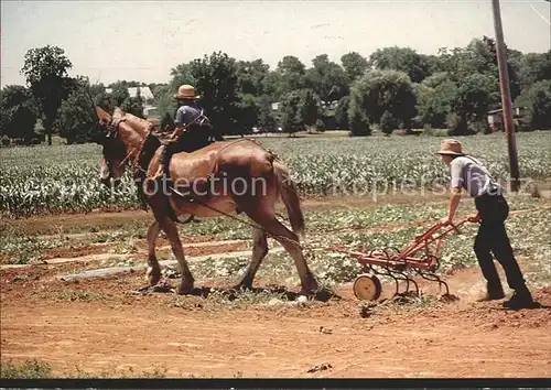 Landwirtschaft Pferdgespann Pflug Amish  Kat. Landwirtschaft