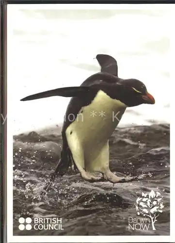 Pinguin Felsenpinguin Rockhopper penguin Southern Ocean  Kat. Tiere