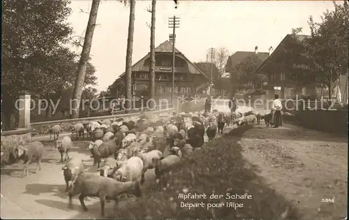 Schafe Alpfahrt  Kat. Tiere