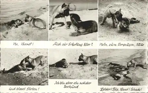 Seehunde Robben Boxer Insel Sylt  / Tiere /