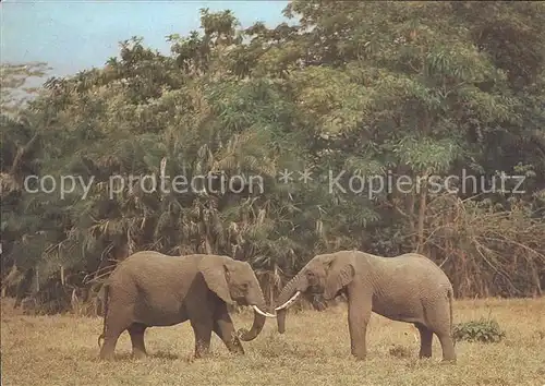 Elefant Elefanten Afrika Kat. Tiere