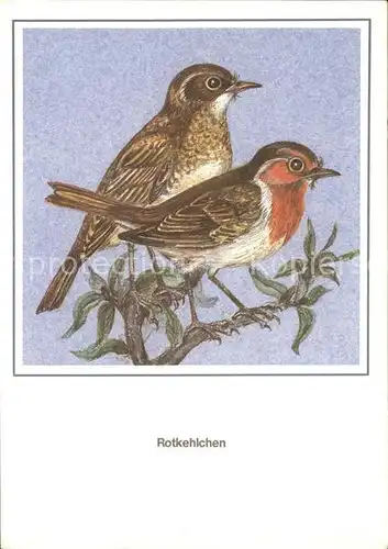 Voegel Rotkehlchen Kuenstlerkarte R. Schiller  Kat. Tiere