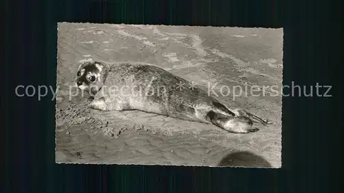 Seehunde Robben Norderney  / Tiere /
