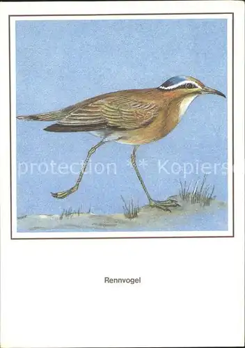 Voegel Rennvogel Kuenstlerkarte R. Schiller  Kat. Tiere