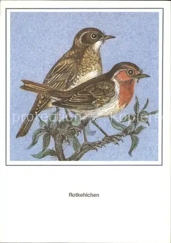 Voegel Rotkehlchen Kuenstlerkarte R. Schiller  Kat. Tiere