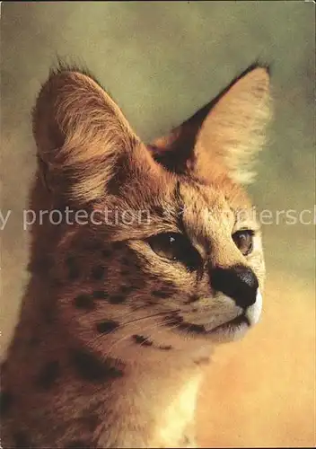 Tiere Serval Kat. Tiere