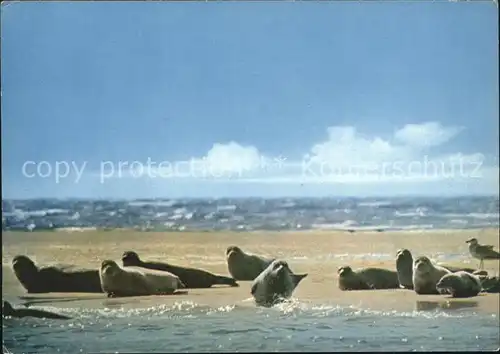 Seehunde Robben Seehundsbank 