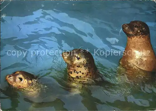 Seehunde Robben Seehunds Trio 