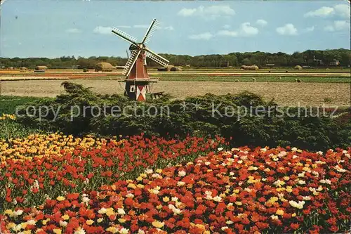 Windmuehle Holland Blumen  Kat. Gebaeude und Architektur