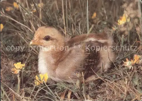 Voegel  Kat. Tiere