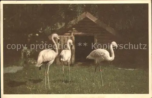 Flamingo Furuvik  Kat. Tiere
