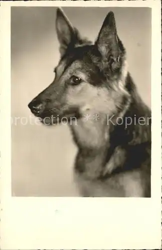 Schaeferhunde Foto Amag Nr. 69649 Kat. Tiere