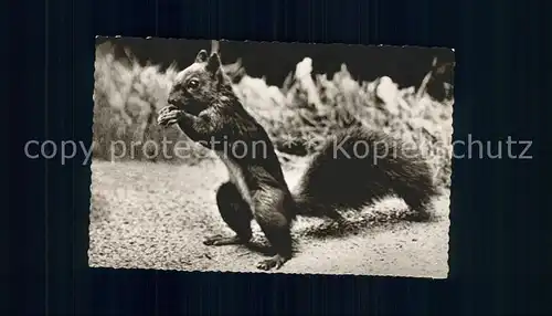 Eichhoernchen Schwarzwald  Kat. Tiere