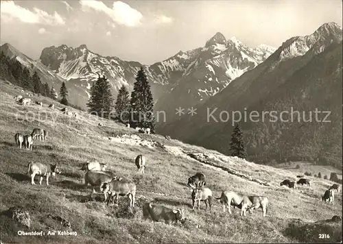 Kuehe Oberstdorf Kuehberg Kat. Tiere