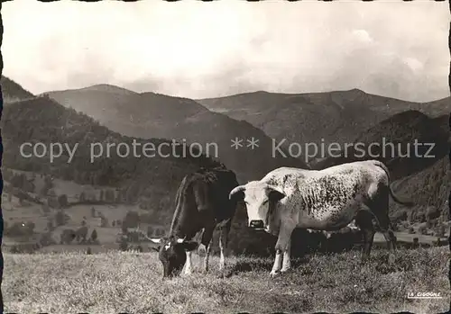 Kuehe Paturages Vosges  Kat. Tiere