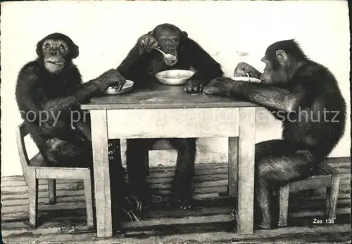 Affen Schimpansen Zoo Zuerich  Kat. Tiere