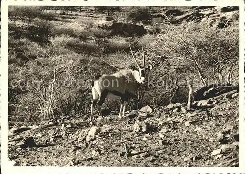 Tiere Gemsbock Oryx Antelope  Kat. Tiere