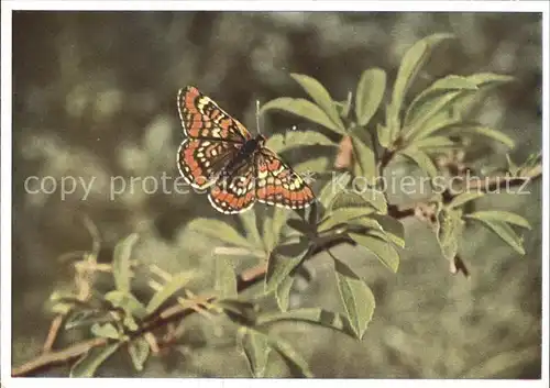 Schmetterlinge Kleiner Maivogel Melitaea maturna  Kat. Tiere
