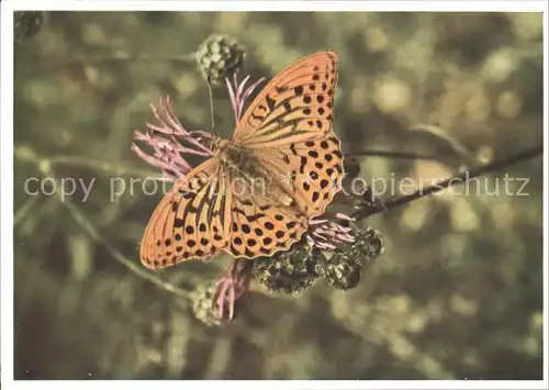 Schmetterlinge Kaisermantel Argynnis paphia Kat. Tiere