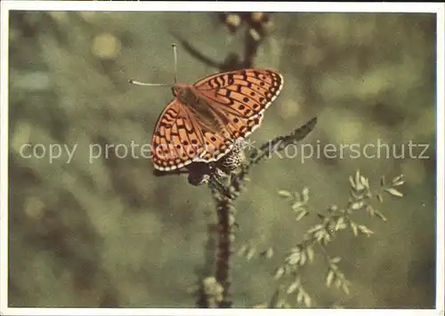 Schmetterlinge Perlmutterfalter Argynnis aglaja Kat. Tiere