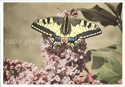 Schmetterlinge Schwalbenschwanz Papilio machaon Kat. Tiere