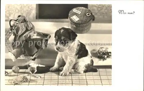 Hunde Welpe Koffer Foto Amag Nr. 67798 2 Kat. Tiere