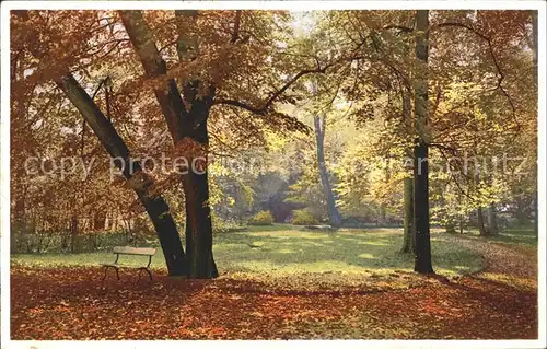 Verlag Photochromie Nr. 5283 Serie 392 Wald Baeume  Kat. Verlage