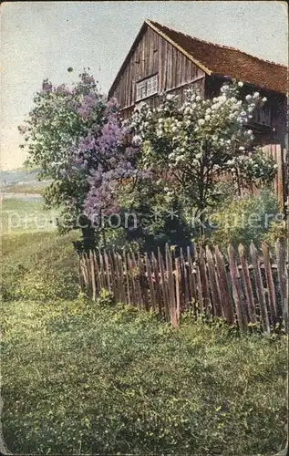 Verlag Photochromie Nr. 4517 Serie 295 Baeume Blueten Haus  Kat. Verlage