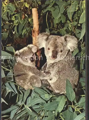 Koalabaer San Diego Zoo  Kat. Tiere
