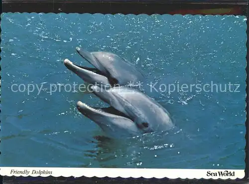 Delphine Sea World  Kat. Tiere