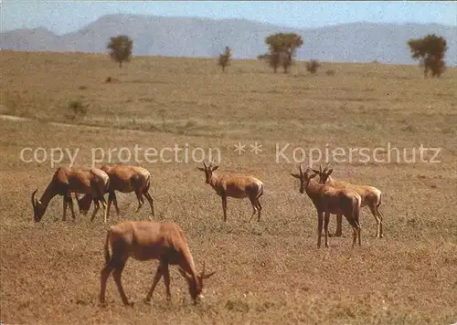 Tiere Defassa Wasserbock Kat. Tiere