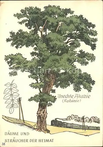 Baeume Trees Unechte Akazie Robinie Spendekarte Jugendherberge Kat. Pflanzen