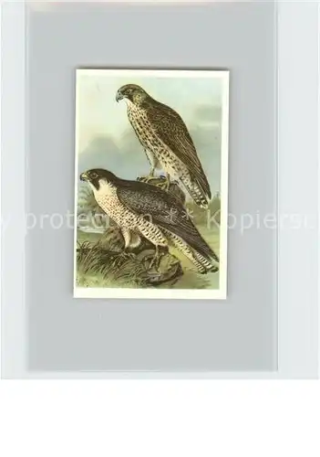 Voegel Wanderfalke Kosmos Zigarettenbilder Bild Nr. 76 Kat. Tiere