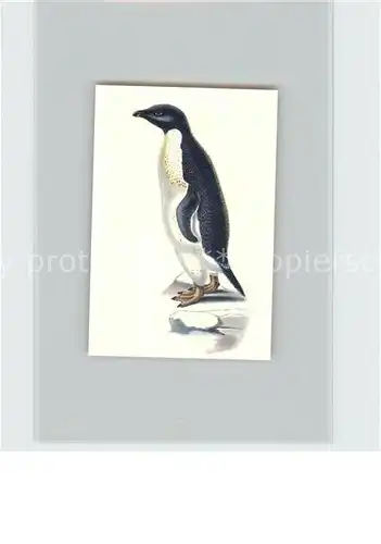 Voegel Adelie Pinguin Kosmos Zigarettenbilder Bild Nr. 9  Kat. Tiere