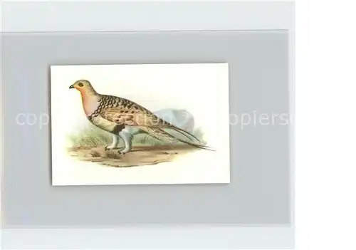 Voegel Faust  oder Steppenhuhn Kosmos Zigarettenbilder Bild Nr. 142 Kat. Tiere