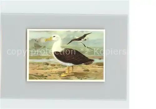 Voegel Schwarzlidriger Albatros Kosmos Zigarettenbilder Bild Nr. 13 Kat. Tiere