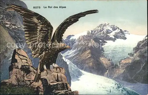 Adler Le Roi des Alpes  Kat. Tiere