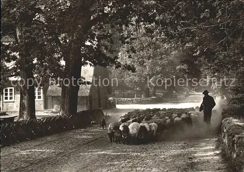 Schafe Schnucken Wilsede Austrieb Hirte  Kat. Tiere