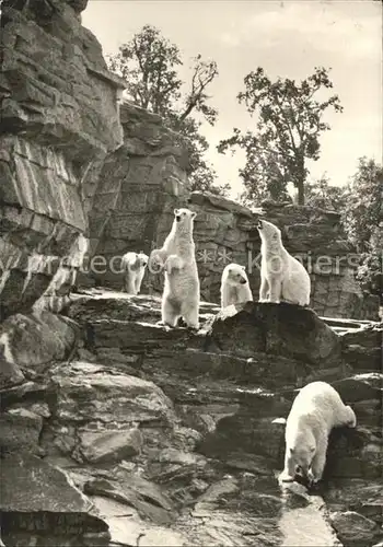 Eisbaer Freianlage Tierpark Berlin Kat. Tiere