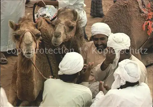 Kamele Kamelrennen Typen Arabien Kat. Tiere