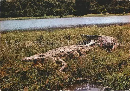Krokodile Uganda Kabalega Falls River Nile Kat. Tiere