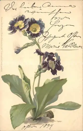 Blumen Fruehlingsblumen Verlag Meissner und Buch Litho Kat. Pflanzen