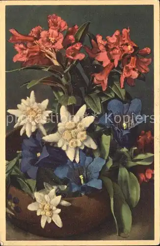 Edelweiss Enzian Alpenrosen  Kat. Pflanzen